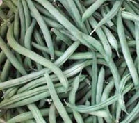 Green Bush Bean Seeds for Planting - heirloom & Non GMO Seeds