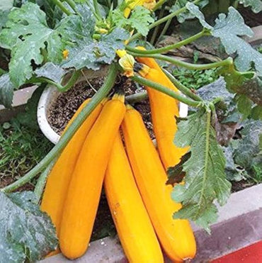 Golden zucchini squash Cucurbita pepo heirloom vegetable seeds for planting in summer kitchen gardens or pots