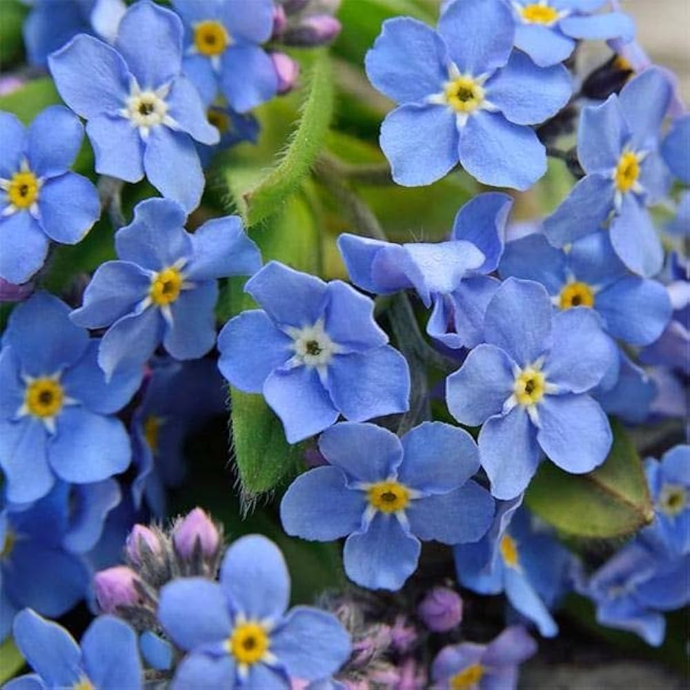 Myosotis Sylvatica (Blue Forget Me Not) flowers grown from seeds with delicate sky-blue petals
