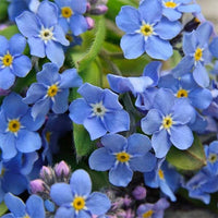 Blue (Blue scientific name) for planting in garden