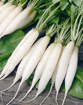 Radish Seeds for Planting, White, 100 pcs