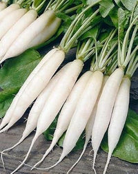 Radish Seeds for Planting, White, 100 pcs