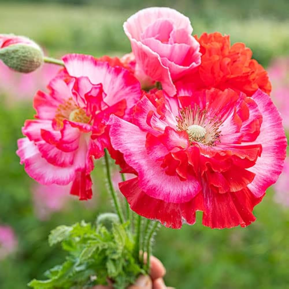 Shirley - Single for planting in home garden