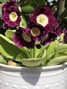 Europa Primula Acaulis Primrose Flower Seeds