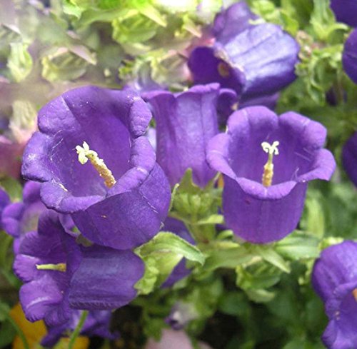 Campanula Persicifolia Flower - for planting in home garden