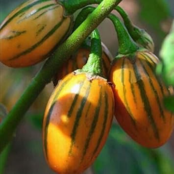 Yellow Eggplant Solanum melongena seeds for garden planting