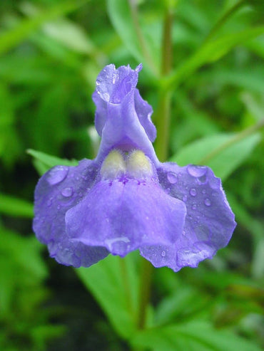 Heirloom Non-GMO Mimulus Ringens Flower Seeds for Planting – Hardy Wetland Perennial Blooms