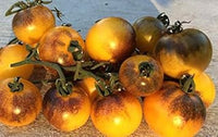 Brown Yellow Tomato Seeds for Planting – Heirloom, Non-GMO, Fresh & Flavorful Tomatoes