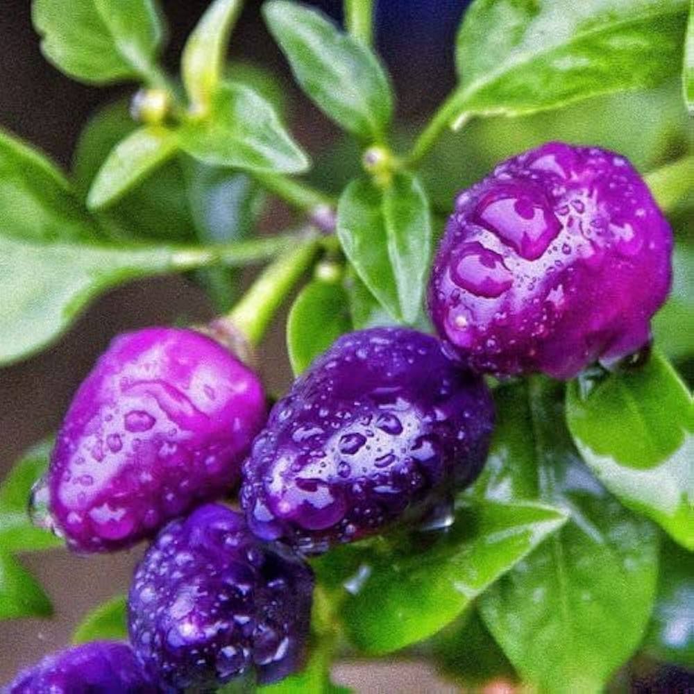 Purple Marconi pepper seeds (Capsicum annuum, Italian, organic) growing sweet, elongated purple peppers with glossy skin, ideal for roasting or grilling