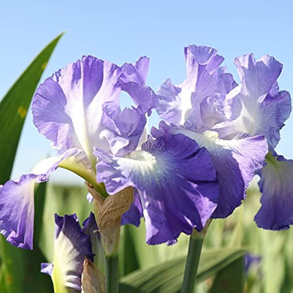 Clarence Reblooming Bearded Iris Seeds