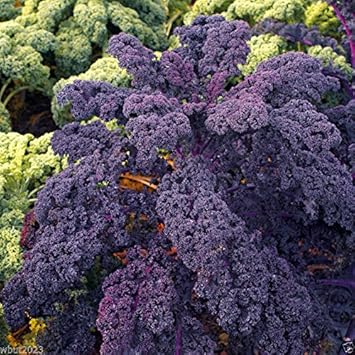 Purple Scarlet Kale Vegetable Seeds for Planting, heirloom & Non-GMO Seeds