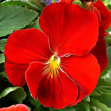 Viola Sorbet Yellow Frost flower seeds – cheerful yellow blooms for borders