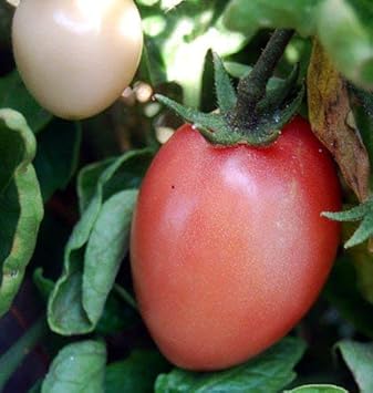 Pink Tomato Solanum lycopersicum seeds for garden planting