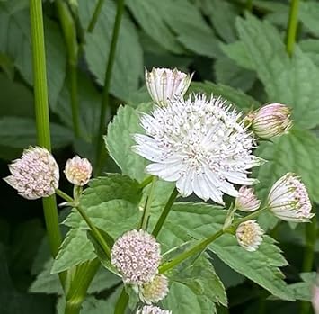 Masterwort Seeds for Planting – Organic, Heirloom, Non-GMO Flower Seeds