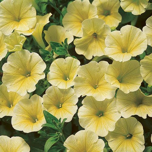 Yellow Petunia Flower Seeds for Easy Grow Bonsai Plants