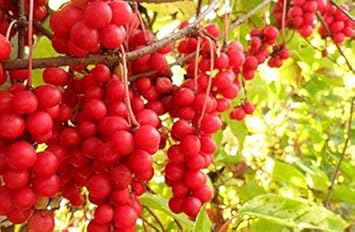Red Schisandra Fruit Seeds - A Tangy and Nutritious Fruit for Your Garden 100 pcs