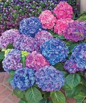 Mixed Hydrangea Flower Seeds for Planting - NON GMO Seeds