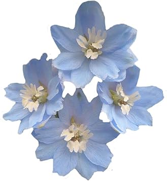 Heirloom Non-GMO Sky Blue Dendrobium Flower Seeds for Elegant Garden Displays and Indoor Planting