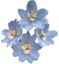 Heirloom Non-GMO Sky Blue Dendrobium Flower Seeds for Elegant Garden Displays and Indoor Planting