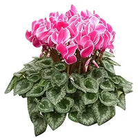 Pink Cyclamen Flower Seeds for Home & Garden