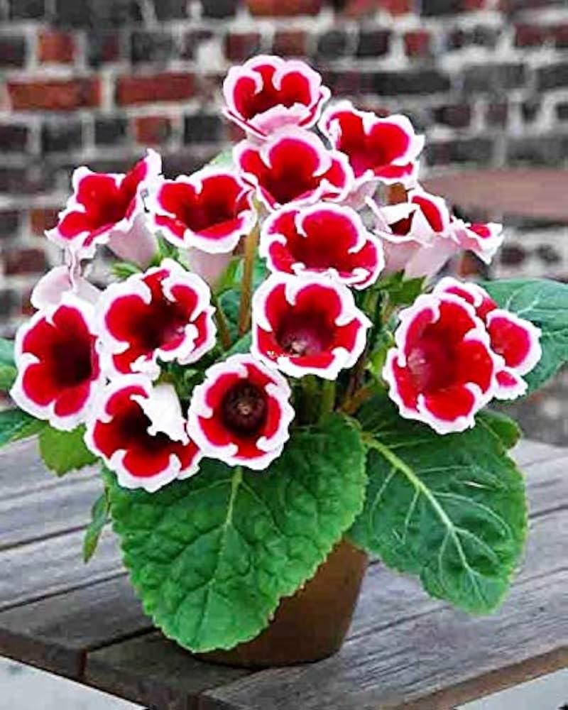 Gloxinia Sinningia Velvet Perennial Flower Seeds for Garden