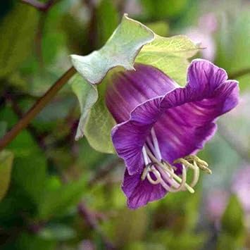 Heirloom Non-GMO Cobaea Bells Flower Seeds for Planting – Bell-Shaped Climbing Garden Blooms
