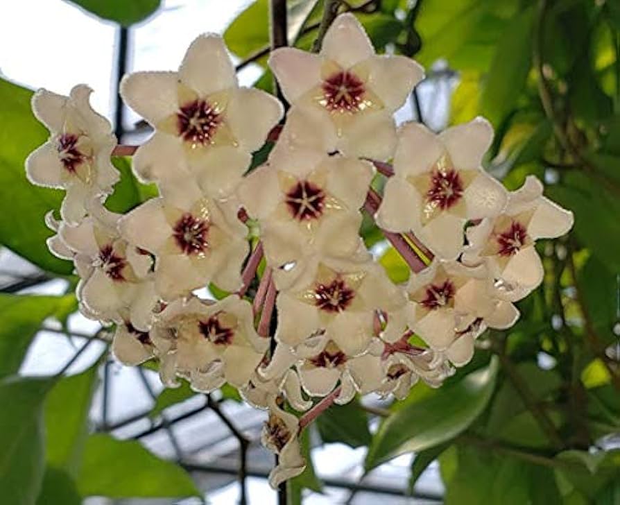 White, violet, and orange Hoya plant grown from seeds with multicolored star-shaped blooms