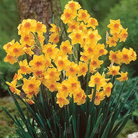 Daffodil Double Petal Aquatic Flower Seeds