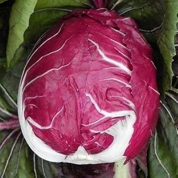 Burgundy Radicchio Seeds for Planting heirloom & Non-GMO Seeds