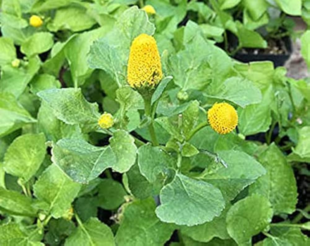 Sorrel (herb Rumex acetosa) for planting in garden