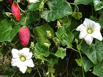 Ivy Gourd Pink Coccinia grandis seeds for vertical garden planting