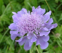 Heirloom Non-GMO Scabiosa Flower Seeds for Planting – Fragrant Pollinator-Friendly Garden Blooms