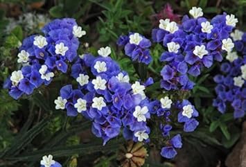 Limonium Sinuatum Flower Seeds – Heirloom Non-GMO Seeds for Dried and Cut Flower Gardens