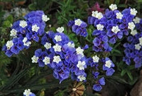 Limonium Sinuatum Flower Seeds – Heirloom Non-GMO Seeds for Dried and Cut Flower Gardens
