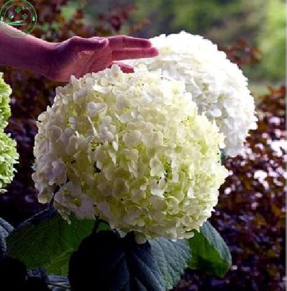 Hydrangeas grown from bonsai seeds with lush clusters of flowers in compact form