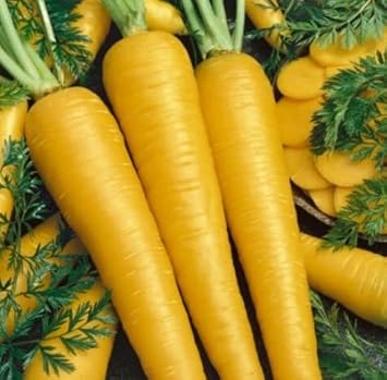 Yellow Carrot Seeds for Planting - 100 pcs