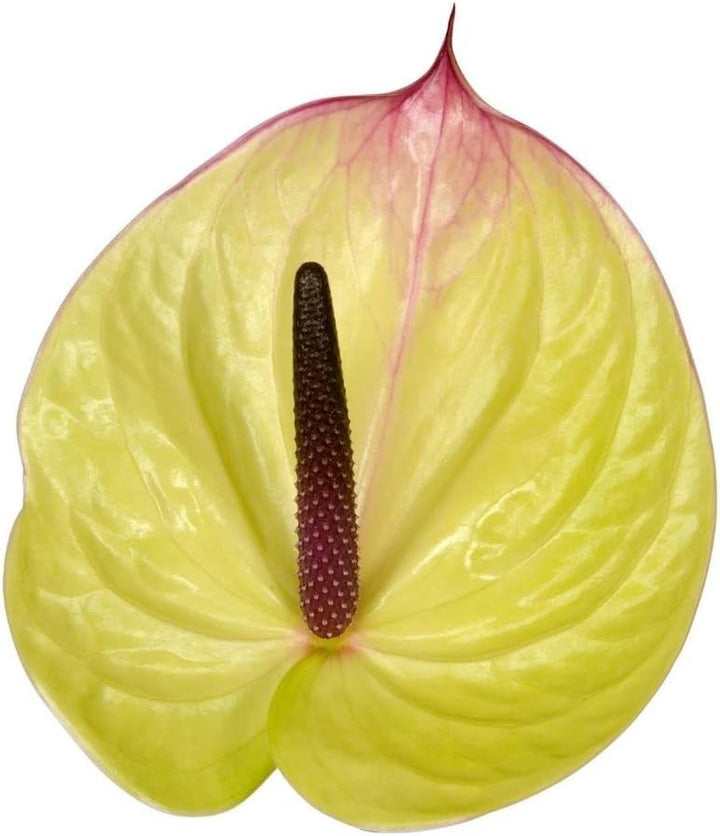 Heirloom Non-GMO Anthurium Flower Seeds for Planting – Light Yellow Exotic Blooms