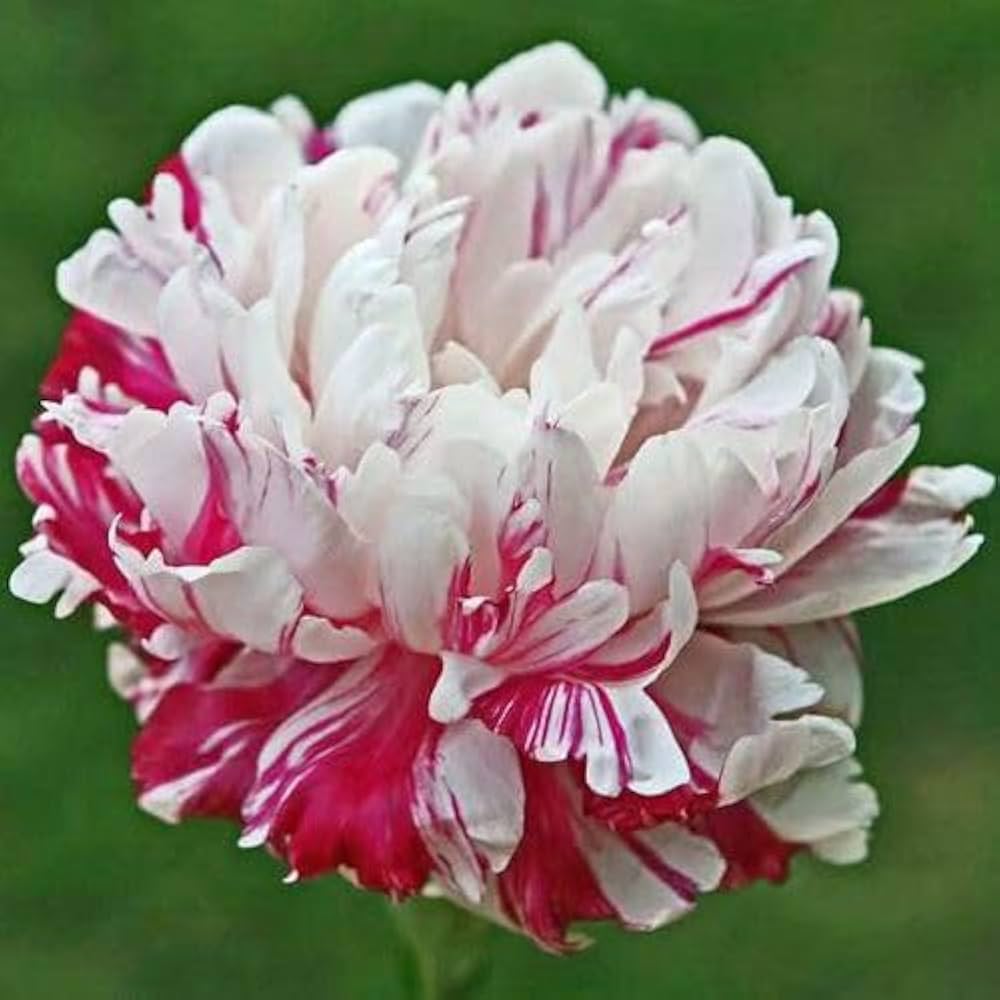 Peony Paeonia lactiflora Flower Seeds for Planting Japanese Variety in Home Garden