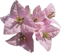Heirloom Non-GMO Light Pink Bougainvillea Flower Seeds for Planting – Climbing Vine Seeds