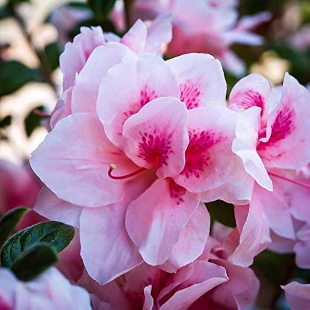Azalea Rare Perennial Flower Seeds for Garden
