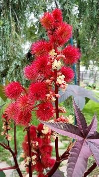 Heirloom Non-GMO Carmencita Plant Seeds for Planting – Ornamental Foliage for Bold Gardens