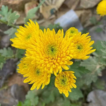 Chrysanthemum morifolium seeds – traditional fall flower with bold color