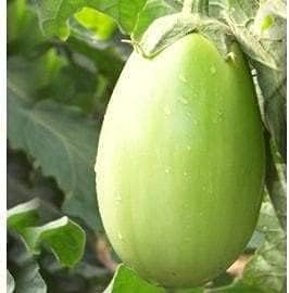 Green Eggplant Solanum melongena for planting in home garden