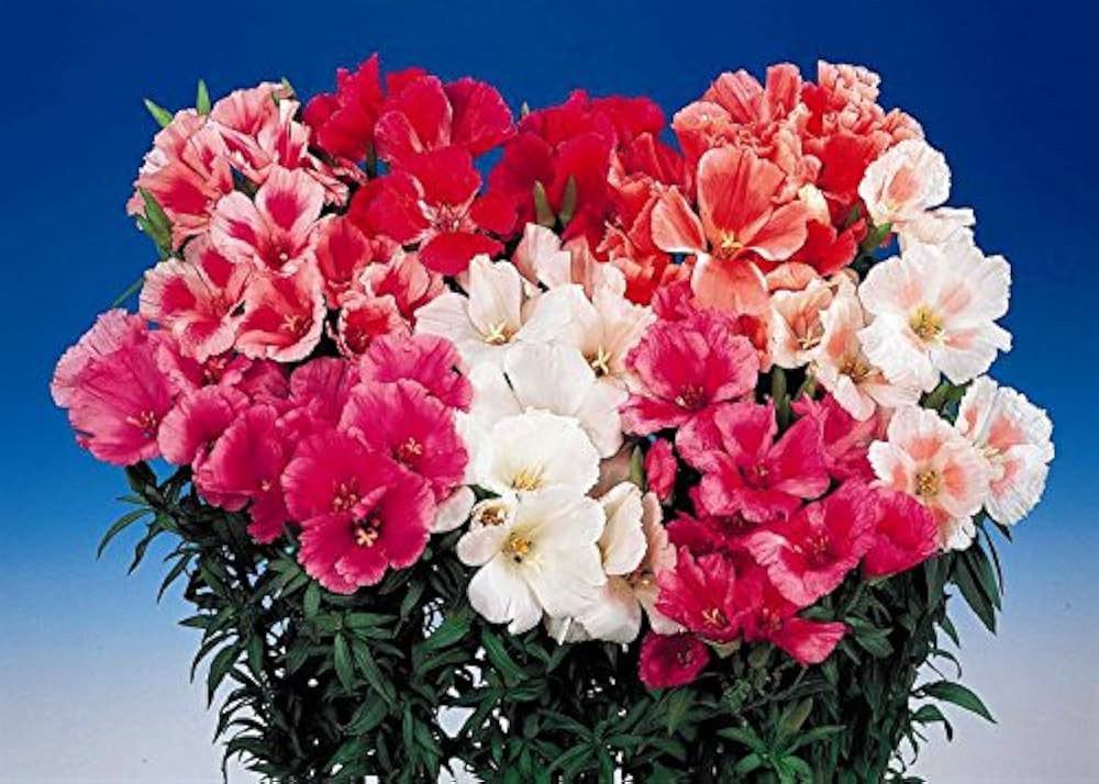 Azalea Mixed Variety Flower Seeds for Indoor and Garden Planting
