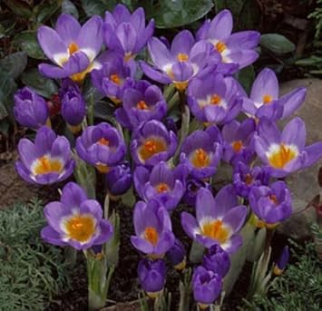 Heirloom Non-GMO Violet Yellow Crocus Flower Seeds for Garden Planting – Bicolor Spring Blooms