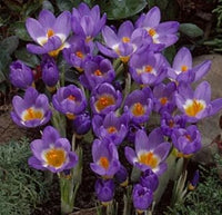 Heirloom Non-GMO Violet Yellow Crocus Flower Seeds for Garden Planting – Bicolor Spring Blooms