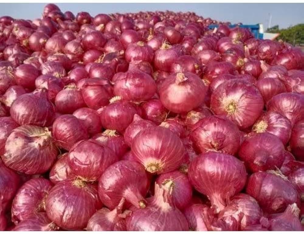 Tropik onion plant grown from seeds with firm, medium-sized bulbs and pungent flavor