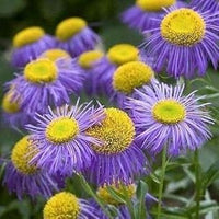 Organic Violet Erigeron Flower Seeds for Planting – Heirloom, Non-GMO