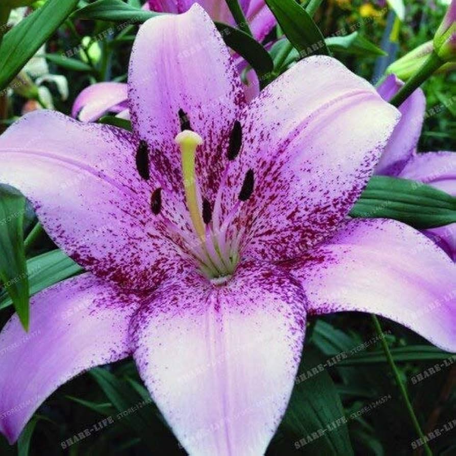 Pure White Lily Flower Seeds for Indoor and Outdoor Perennial Planting Violet