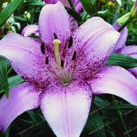 Pure White Lily Flower Seeds for Indoor and Outdoor Perennial Planting Violet